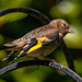 Baby goldfinch