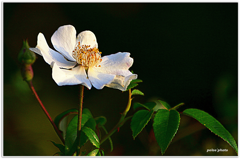 Flor abierta