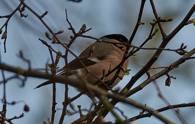 Bullfinches spotted on Sunday's walk!