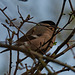 Bullfinches spotted on Sunday's walk!