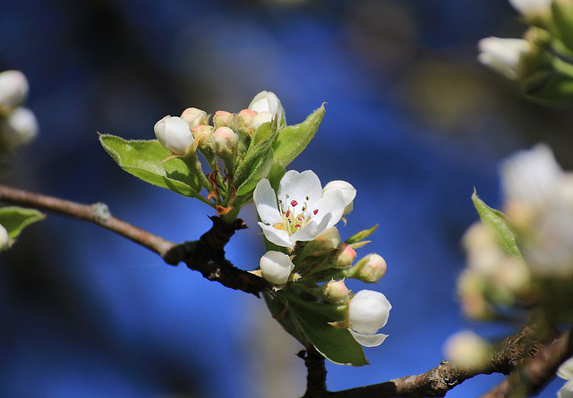 comme un air de printemps ......