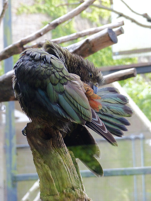 Bristol Zoo (1) - 24 May 2021