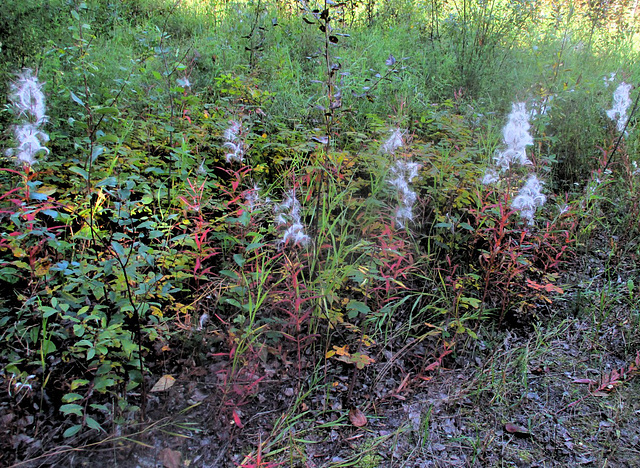 Fireweed autumn