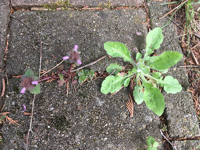 Sternchen trifft Blümchen