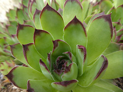 rosetta succulenta