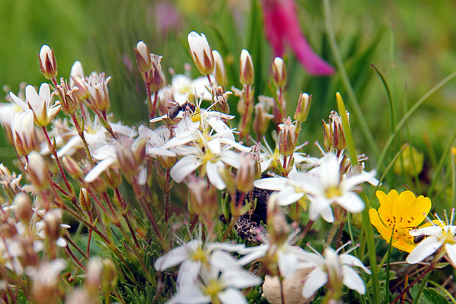 Wimper-Nabelmiere (Moehringia ciliata)