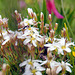 Wimper-Nabelmiere (Moehringia ciliata)