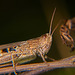 Was will der Braune Grashüpfer wohl mit seinen Zeichen mir sagen :))  What does the brown grasshopper want to tell me with his signs :))  Que veut me dire la sauterelle brune avec ses signes :))