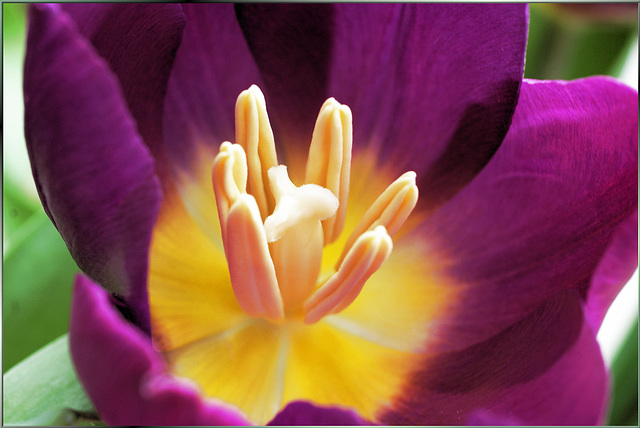 Lila Tulpe. ©UdoSm