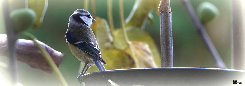 Mésange bleue (Cyanistes caeruleus - Eurasian Blue Tit)