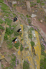 NC500 GT. - 60 – Dunscaby Head Puffins