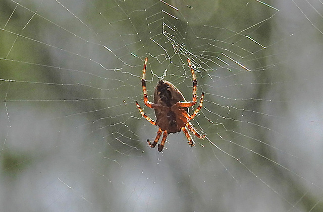 20240807 0651CPw [D~LIP] Gartenkreuzspinne (Araneus diadematus), BS