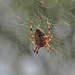 20240807 0651CPw [D~LIP] Gartenkreuzspinne (Araneus diadematus), BS