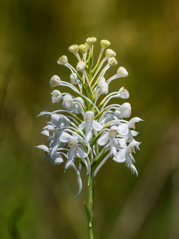 Platanthera conspicua (Southern White fringed orchid)