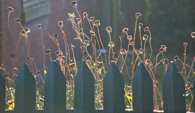 Late Autumn Light