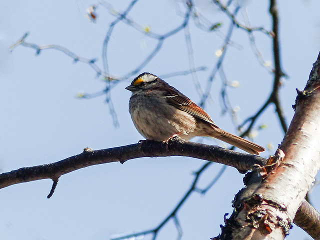 Day 6, White-throated Sparrow, Tadoussac