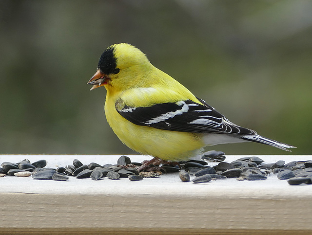 Day 10, American Goldfinch male