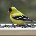 Day 10, American Goldfinch male