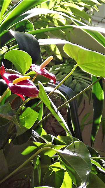 The "flamingo" plants have been re-potted