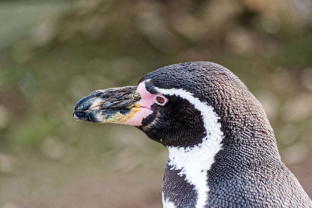 Penguin close up