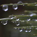 Raindrops