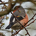 Bullfinches spotted on Sunday's walk!