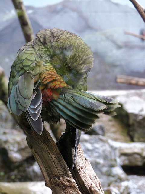 Bristol Zoo (2) - 24 May 2021