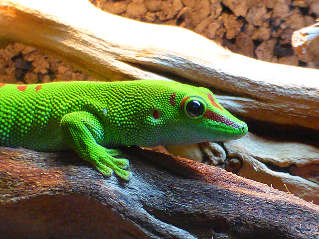 Giant Day Gecko - Phelsuma Grandis