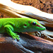 Giant Day Gecko - Phelsuma Grandis