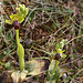 Sombre Bee Orchid (Ophrys fusca), Crete