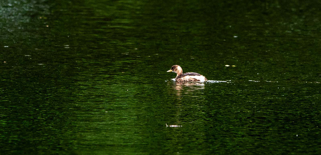 Little grebe