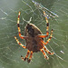 20240807 0652CPw [D~LIP] Gartenkreuzspinne (Araneus diadematus), BS