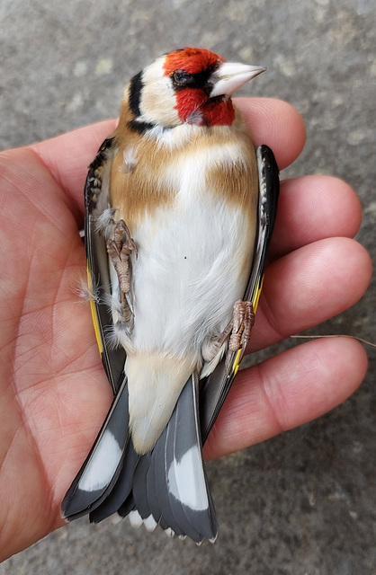 Stunned goldfinch