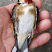 Stunned goldfinch