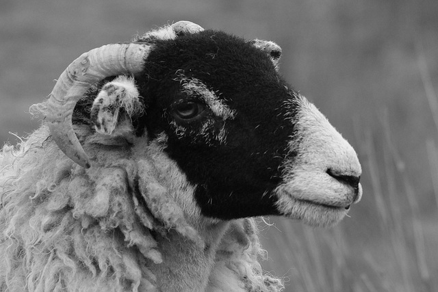 Black and White Face Sheep