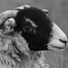 Black and White Face Sheep