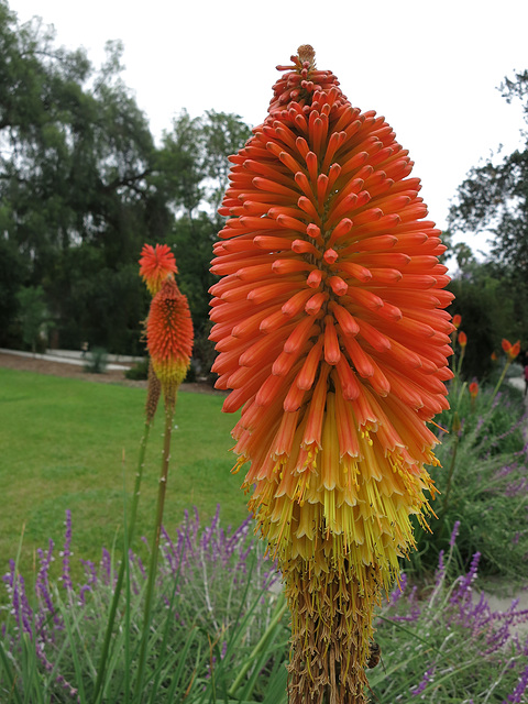 L.A. County Arboretum (0782)