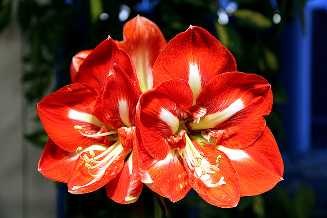 Amaryllis