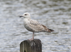 EF7A8361gull