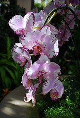 Orchids at Longwood