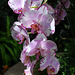 Orchids at Longwood