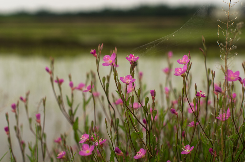 Rose evening primrose