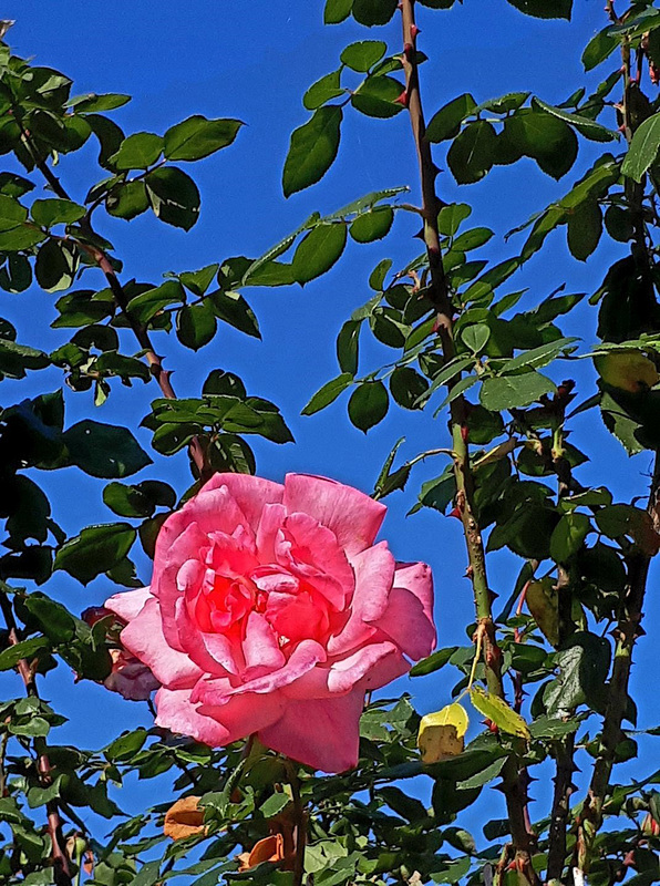 Happy week end my friends - belle semaine mes amis