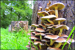 Mushroom  world