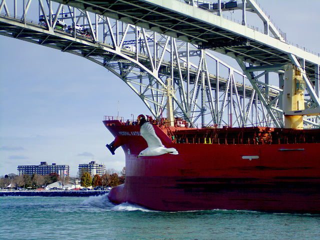 A gull in line with the freighter.