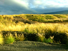 Grasses of Big island, Hawai