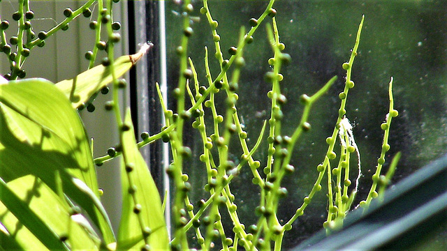 The buds of the fern
