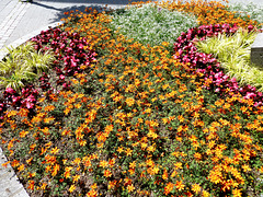 DE - Bad Neuenahr - Flowers at Wadenheimer Platz