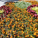 DE - Bad Neuenahr - Flowers at Wadenheimer Platz