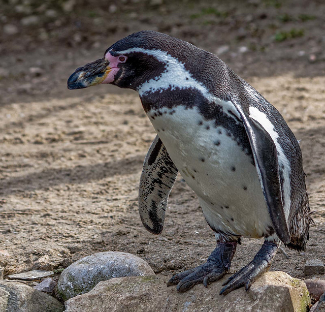 Penguin